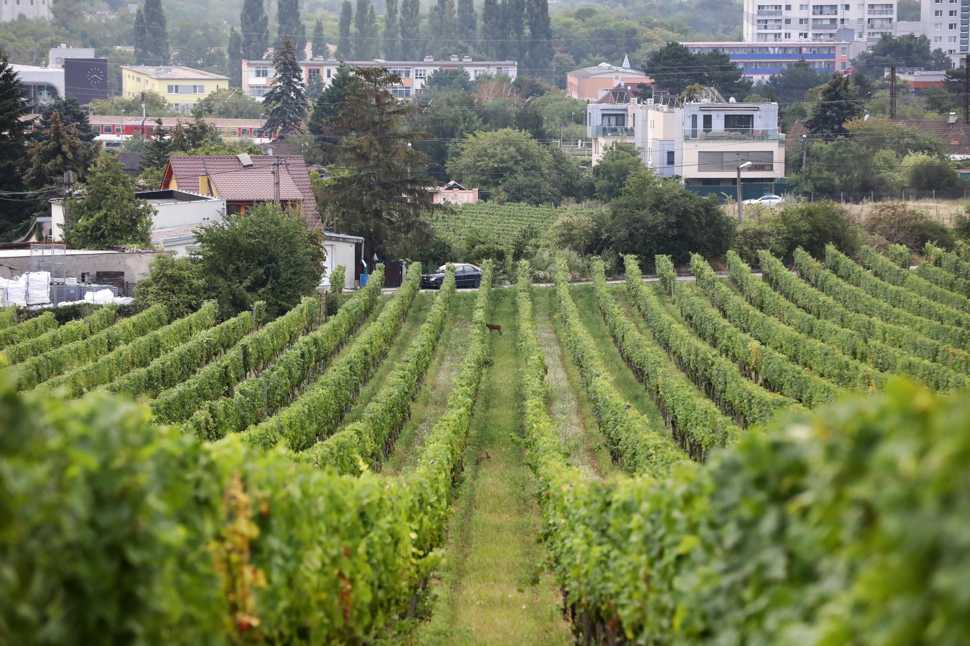 La France s’attend à une production de vin plus élevée cette année, la croissance pourrait dépasser 20%