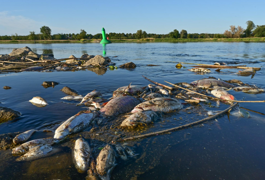 Mŕtve ryby v rieke Odra, ktorá preteká pozdĺž časti nemecko-poľských hraníc v okrese Märkisch-Oderland v spolkovej krajine Brandenbursko na severovýchode Nemecka, 11. augusta 2022. FOTO: TASR/DPA