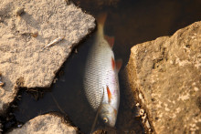 Mŕtva ryba pláva v rieke Odra na hranici s Nemeckom, pretože sa predpokladá, že kontaminácia vody je príčinou hromadného úhynu rýb. FOTO: Reuters