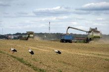 &lt;p&gt;Bociany kráčajú pred konbajnami na pšeničnom poli počas žatvy v obci Zhurivka. FOTO: TASR/AP&lt;/p&gt;