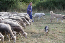 &lt;p&gt;Na stredoslovenskom salaši sa darí ovciam z Francúzska. FOTO: Peter Mayer&lt;/p&gt;