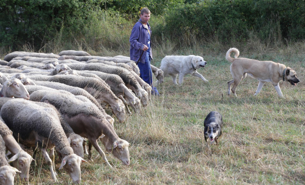 Na stredoslovenskom sala&scaron;i sa dar&iacute; ovciam z Franc&uacute;zska. FOTO: Peter Mayer