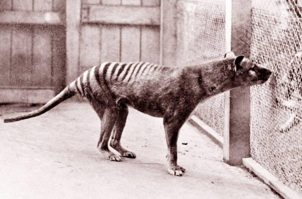 Tasmánsky tiger v ZOO v Hobarte v roku 1933. FOTO: Profimedia