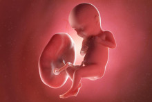 3d foto embryo