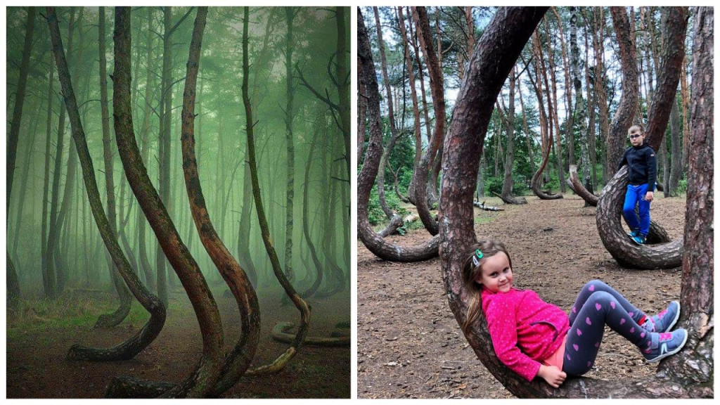 Záhadný krivý les v Poľsku.