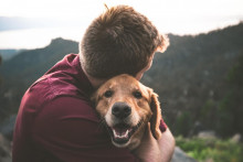 Nová štúdia ukazuje, že psy dokážu plakať, keď sa stretnú so svojím majiteľom po dlhšom čase.