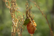 Vyschnutá čili paprika visí na odumretej stonke na farme neďaleko čínskeho mesta Čchung-čching. FOTO: TASR/AP