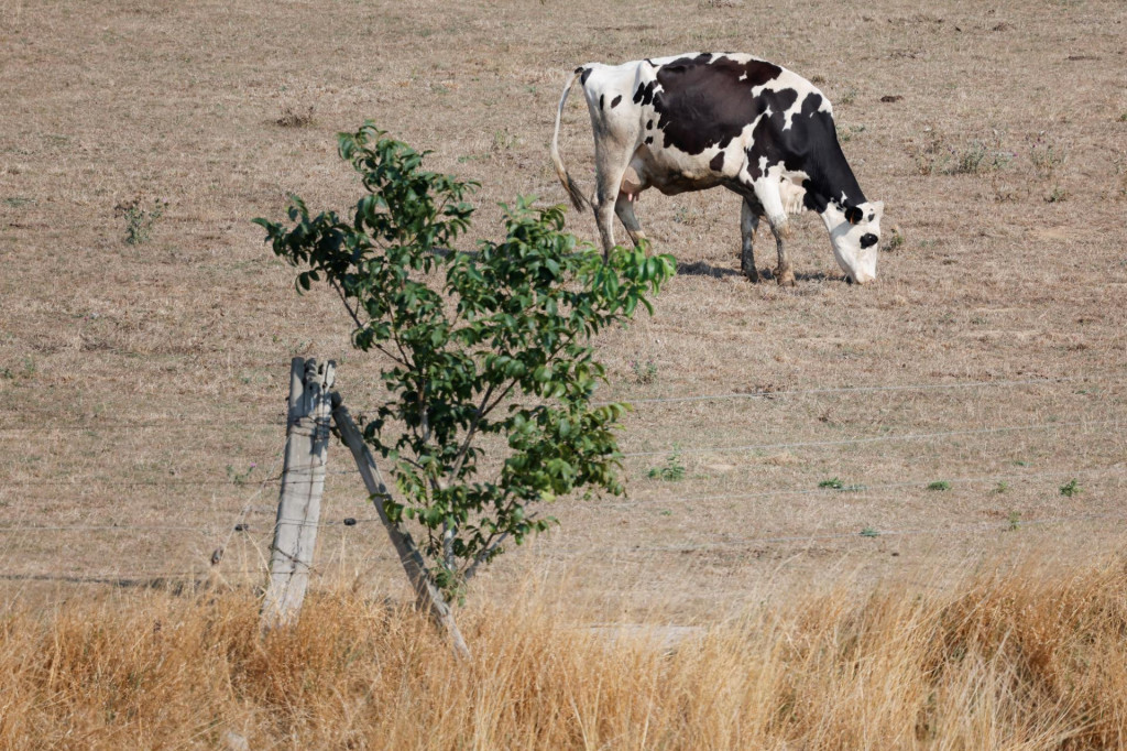 Sucho trápi farmárov na celom Slovensku. FOTO: REUTERS