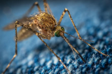 Komáre majú iný čuch ako väčšina živočíchov.