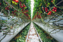 výnosy paradajok v hydroponických systémoch boli dvakrát vyššie ako výnosy paradajok v pôdnych systémoch.