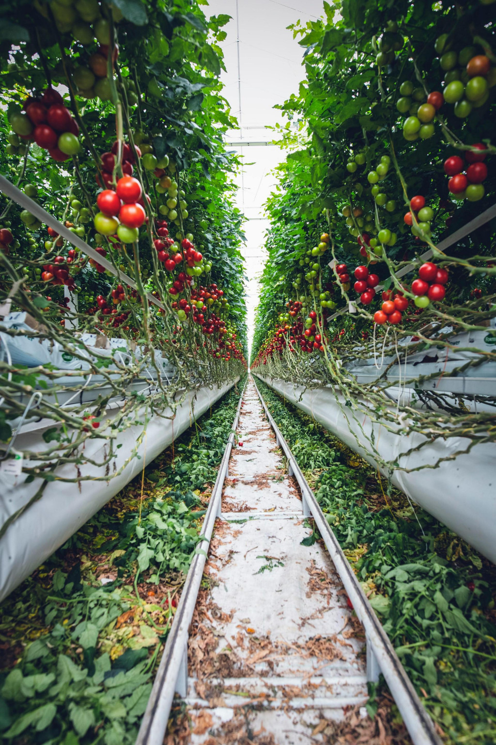 výnosy paradajok v hydroponických systémoch boli dvakrát vyššie ako výnosy paradajok v pôdnych systémoch.