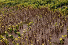 Zvädnuté slnečnice na poli po dlhom období sucha. FOTO: TASR/AP
