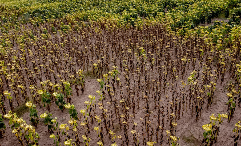 Zvädnuté slnečnice na poli po dlhom období sucha. FOTO: TASR/AP
