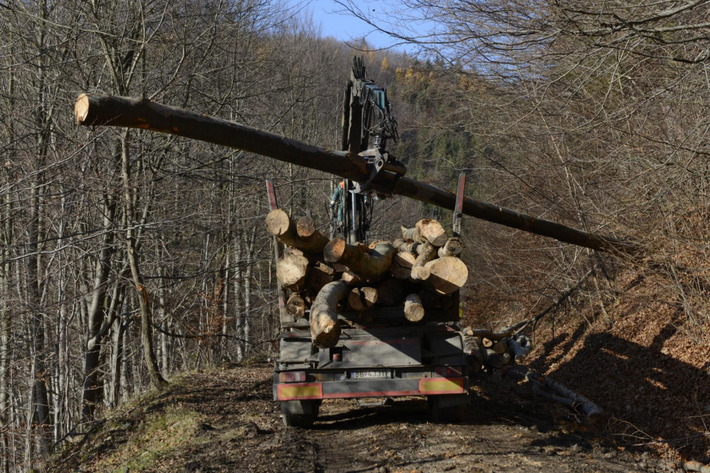 Odvoz vyrúbaného dreva. FOTO: TASR/M. Kapusta