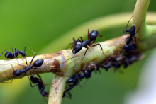 Mravce zohrávajú v prírode významnú úlohu.