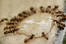 Mravce popierajú jednu zo základných prírodných zákonitostí.