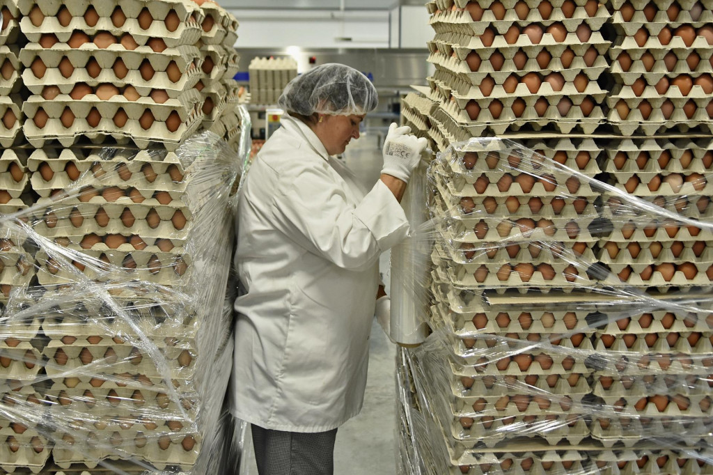 Energetická kríza postihla aj producentov vajec. FOTO: TASR/O. Ondráš