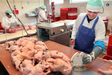 Spomedzi piatich top dovozcov hydinového mäsa na Slovensko majú suverénne najvyšší podiel Poliaci – takmer 56 percent. FOTO: HN/Pavol Funtál