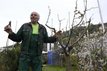 Predseda Slovenského zväzu záhradkárov Eduard Jakubek je odborníkom na strihanie stromčekov. FOTO TASR/R. Stoklasa