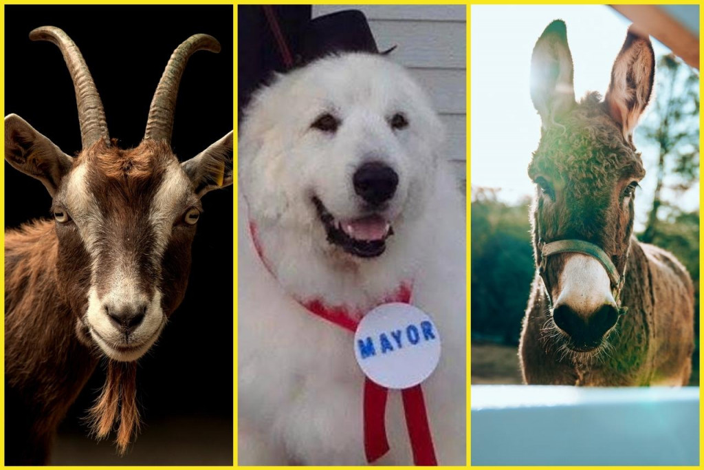 Zvierací kandidáti