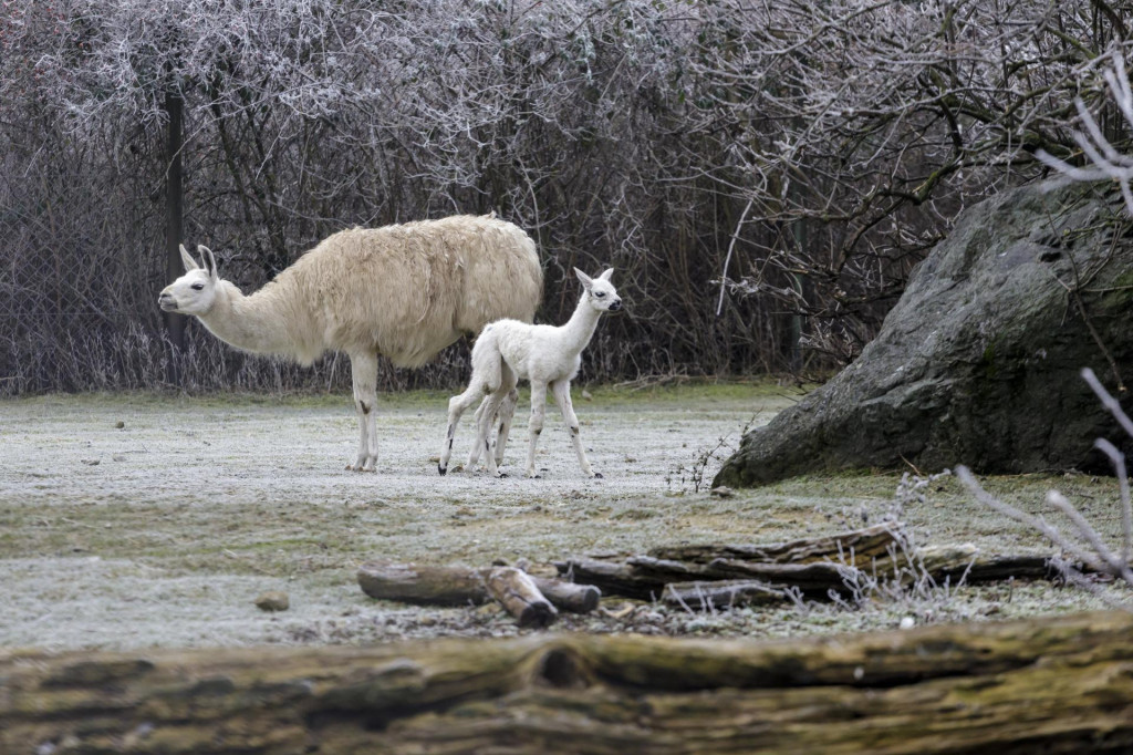 Lamy v bratislavskej ZOO v roku 2021. FOTO: TASR/Dano Veselsk&yacute;