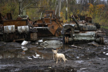 Pes stojí pri zničených ruských tankoch v nedávnych bojoch v slnečnicovom poli v dedine Kamianka, v Charkovskej oblasti. FOTO: TASR/AP