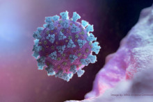 Betacoronavirus which is the type of virus linked to COVID-19. FOTO: REuters/NEXU Science Communication