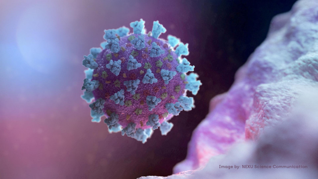 Betacoronavirus which is the type of virus linked to COVID-19. FOTO: REuters/NEXU Science Communication