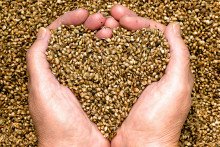 Konopné semienka sú bohatým zdrojom bielkovín.