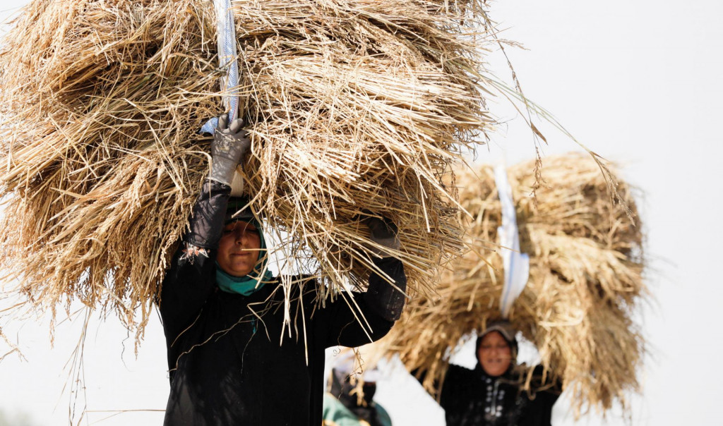 Ceny ryže ako kľúčovej poľnohospodárskej komodity ostali napriek hrozbe nedostatku stabilné. FOTO: Reuters