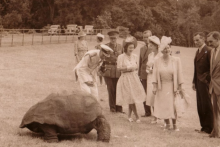 Najstarším tvorom planéty je korytnačka Jonathan. Čoskorov bude oslavovať 190. narodeniny.