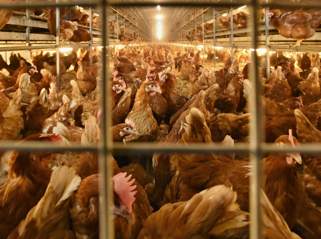 Naša potravinová sebestačnosť slabne. Platí to aj pre produkciu vajec. FOTO: TASR/Oliver Ondráš