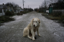 Besnota je na Slovensku aj u psa. Ilustračná snímka: Reuters