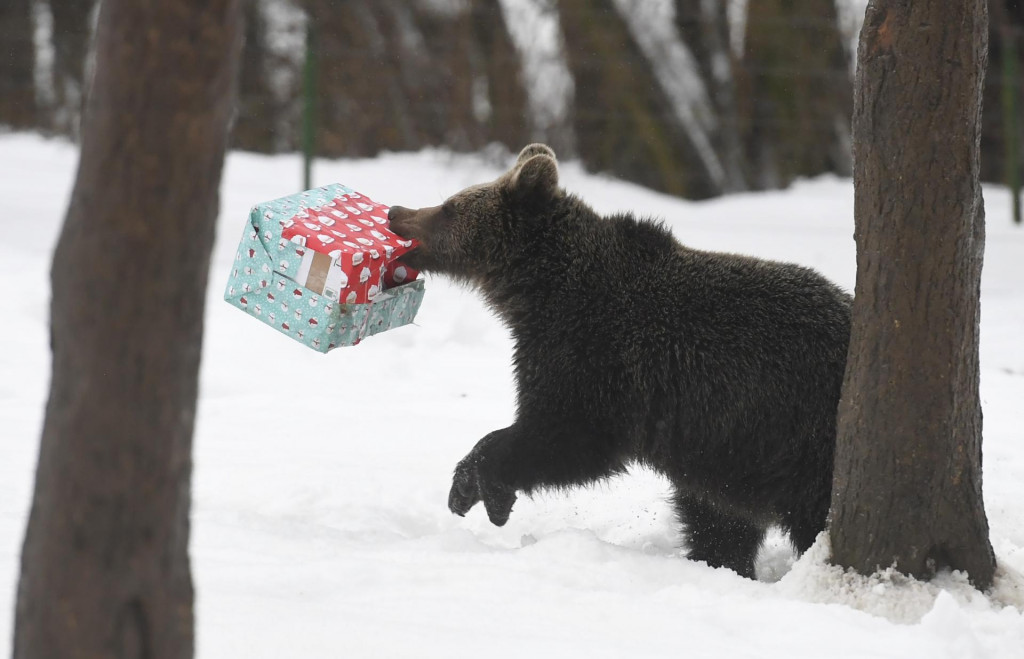 V košickej ZOO 16. decembra 2022 zvieratá dostali vianočné darčeky. FOTO: TASR/František Iván