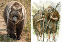 Výskumníci odhalili, že pred niekoľkými stovkami tisíc rokov kruté zimy ľudia prežili vďaka kožuchom z medvedej kože.