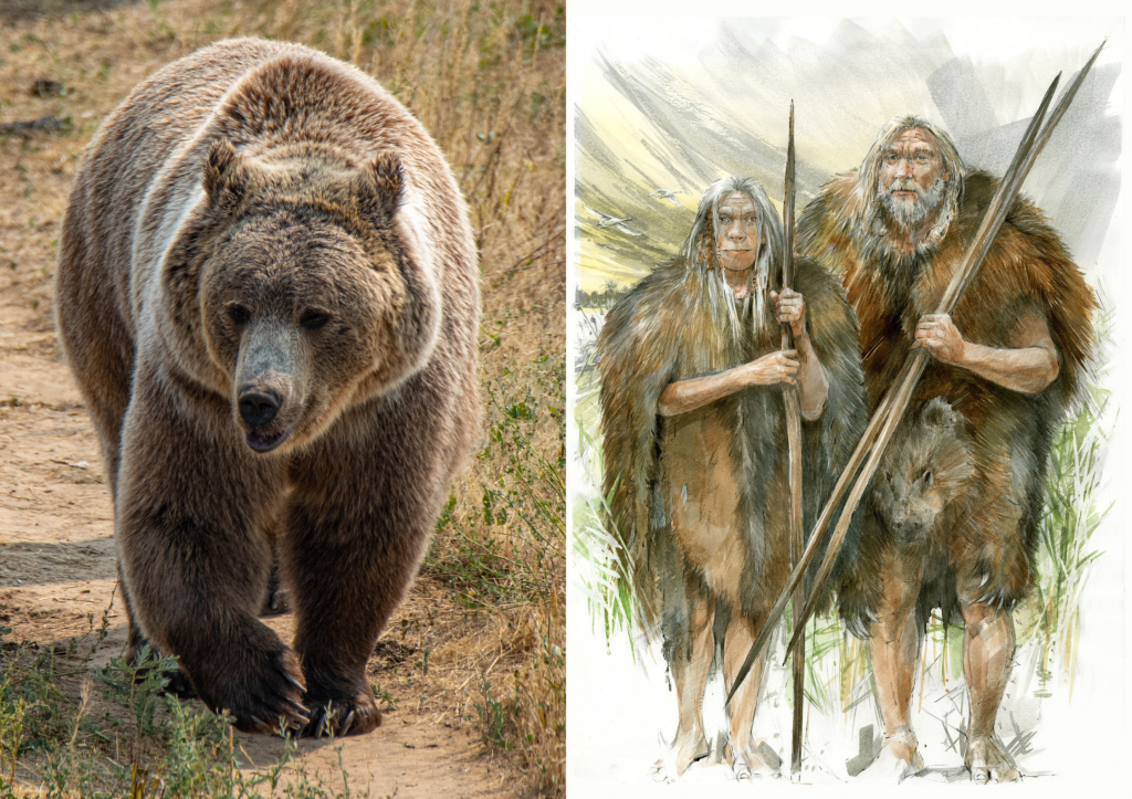 Výskumníci odhalili, že pred niekoľkými stovkami tisíc rokov kruté zimy ľudia prežili vďaka kožuchom z medvedej kože.