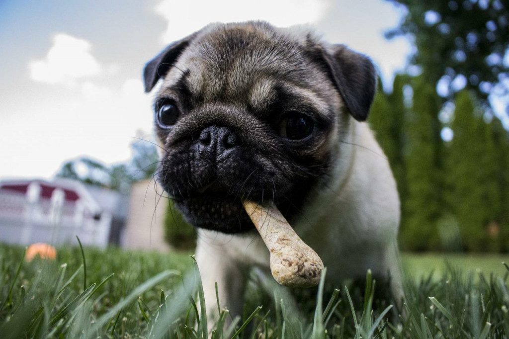 Mops, pes s geneticky upraveným ňufákom, je príkladom zvieraťa, ktoré môže následkom šľachtenia trpieť. FOTO: Pixabay