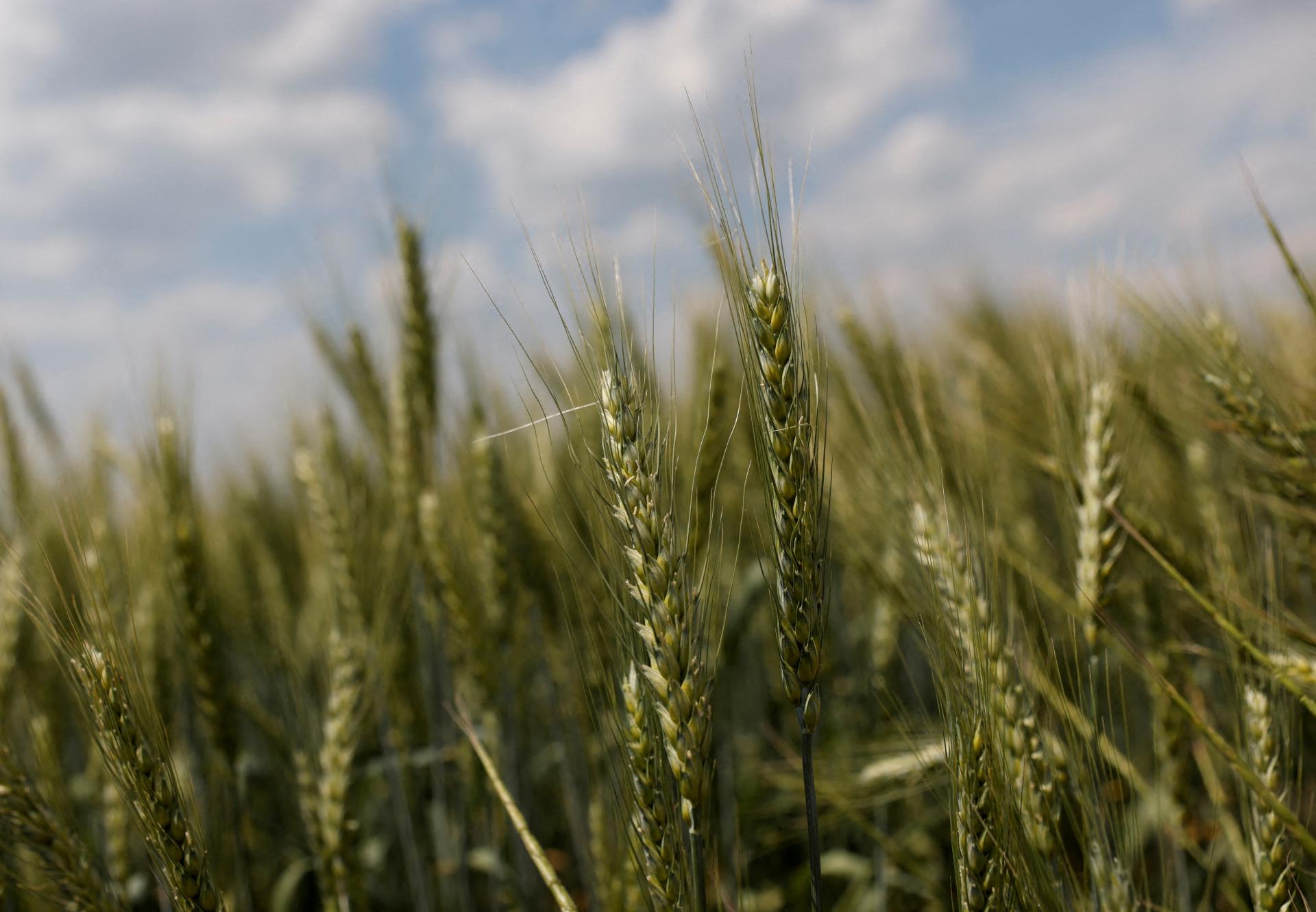 Úroda obilia na Ukrajine bude tento rok ešte nižšia než vlani. Výmera sa zníži na 53 miliónov ton