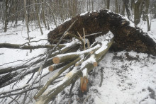 Vyvrátené stromy pod ťarchou snehu. FOTO: TASR/František Iván