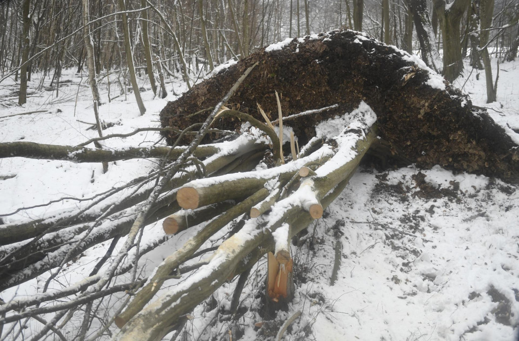 Vyvrátené stromy pod ťarchou snehu. FOTO: TASR/František Iván