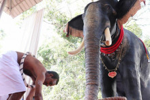 Indický chrám chce chrániť zvieratá pred utrpením.
