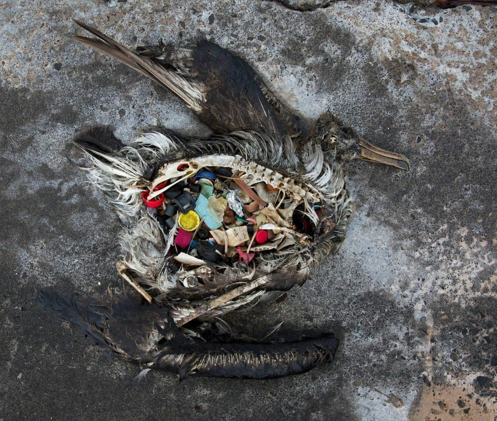 Vedci z londýnskeho Prírodovedného múzea objavili u morských vtákov novú chorobu, ktorú spôsobujú výhradne plasty.