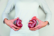 Obličky majú svoj podiel aj na regulácii krvného tlaku a tiež napomáhajú s aktiváciou vitamínu D.