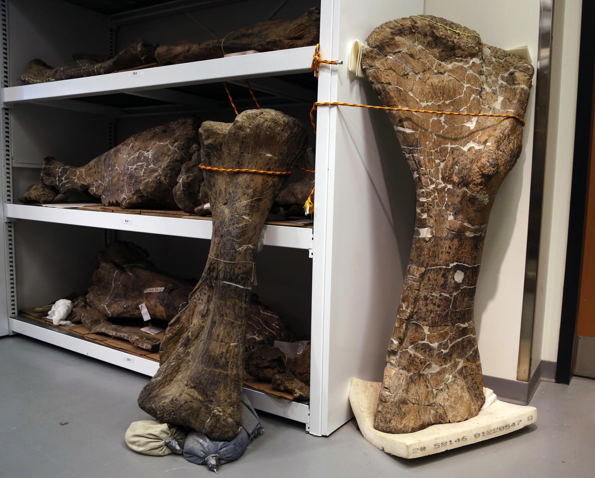 Vo Švajčiarsku budú dražiť kostru tyranosaura, pôjde o prvý predaj v Európe