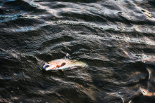 V Austrálii mŕtve ryby upchali rieku.