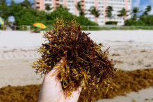 Zhluk rias sargassum vyplavený na jednej z floridských plážií. FOTO: Reuters
