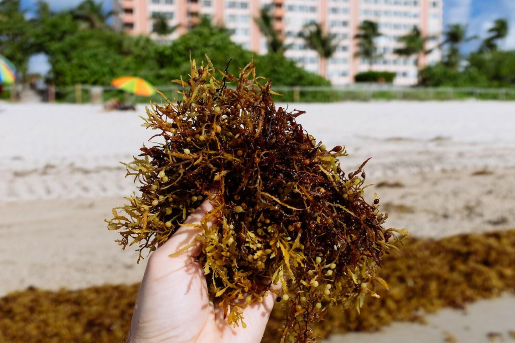 Zhluk rias sargassum vyplavený na jednej z floridských plážií. FOTO: Reuters