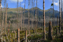 Ak by ste chceli ťažiť drevo na prenajatých lesných pozemkoch, nemôžete to urobiť svojvoľne. FOTO: TASR/O. Ondráš