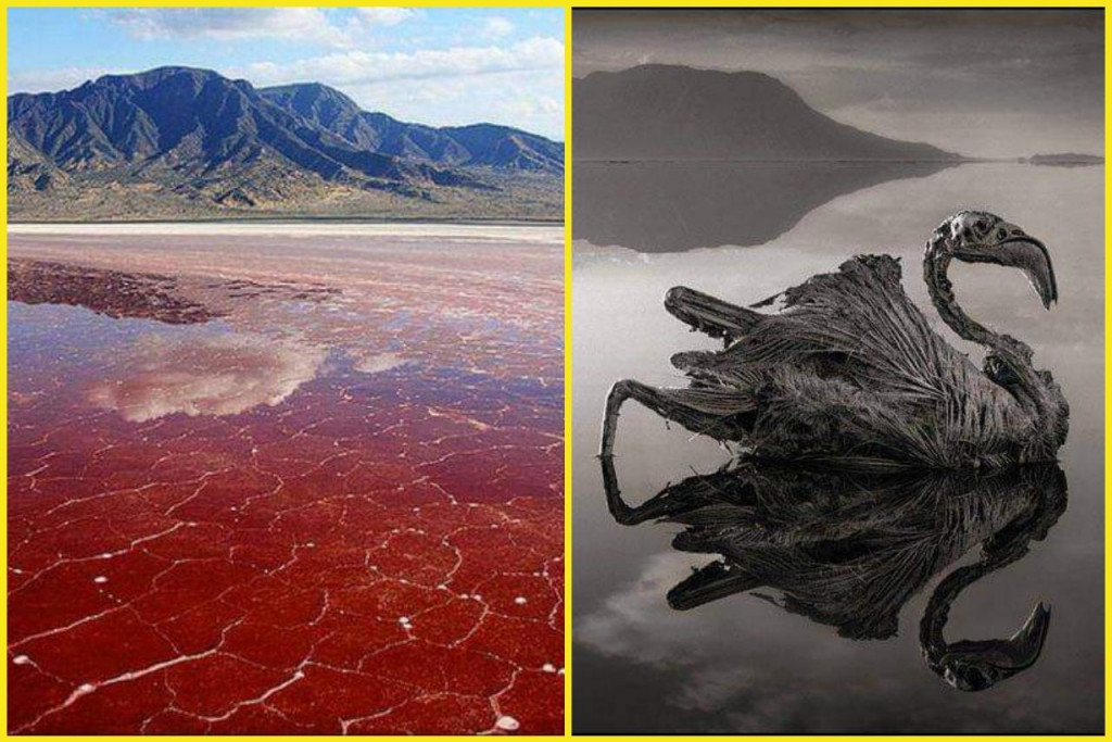 Jazero Natron je krvavo červené jazero v Tanzánii, ktoré je jedným z najnebezpečnejších na svete.