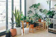 Niektoré izbové rastliny sú viac než len dekorácia.